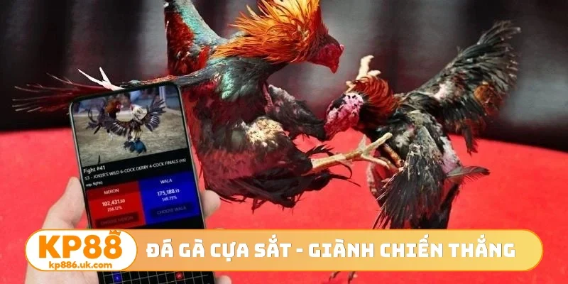 Đá gà cựa sắt