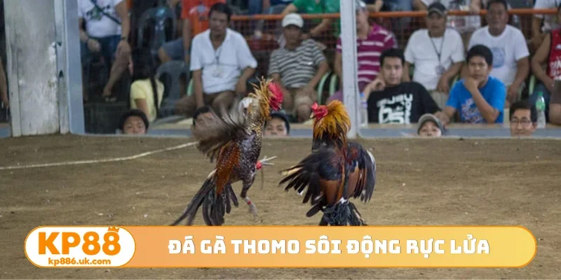 Đá gà Thomo sôi động rực lửa