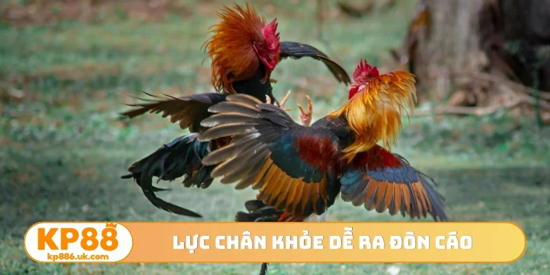 Lực chân khoẻ dễ ra đòn cáo